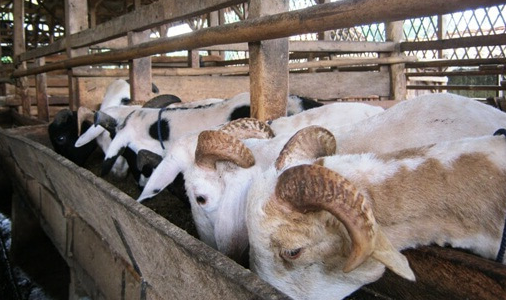 Pelatihan Pembuatan Usaha Ternak Kambing dan Domba, Training Pembuatan Usaha Ternak Kambing dan Domba